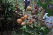 <strong>Dysoxylum molle - Birnbaum Philippe - 1427</strong><br />© Ramon, Laurence
